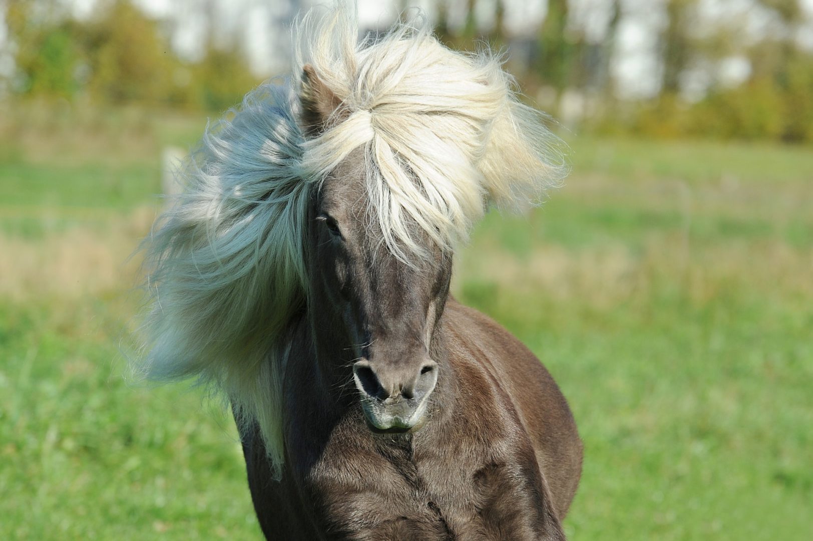 PoneyX3