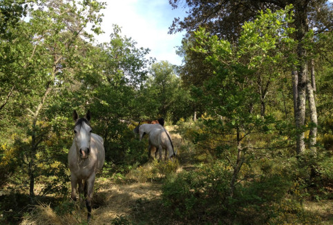 ParcCollineAurabelle1