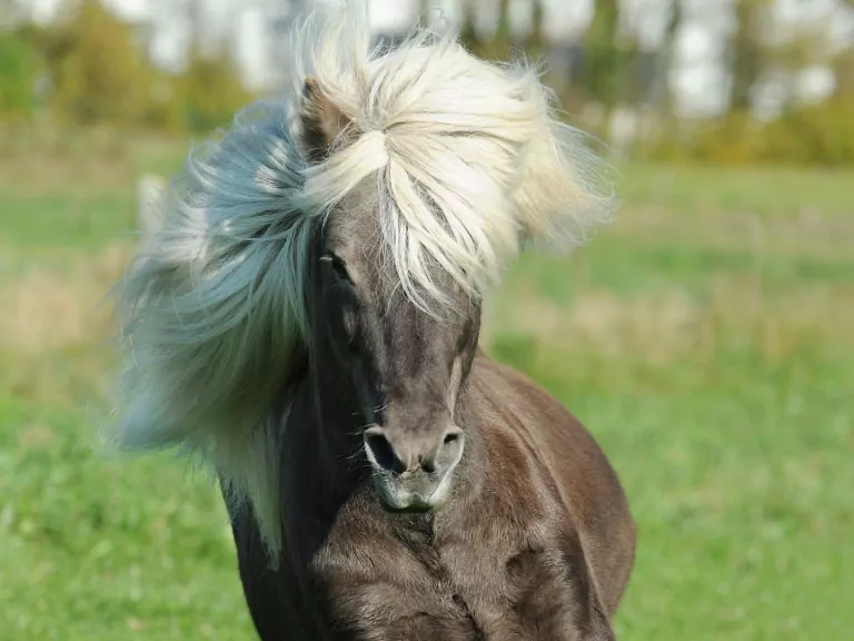 PoneyX3